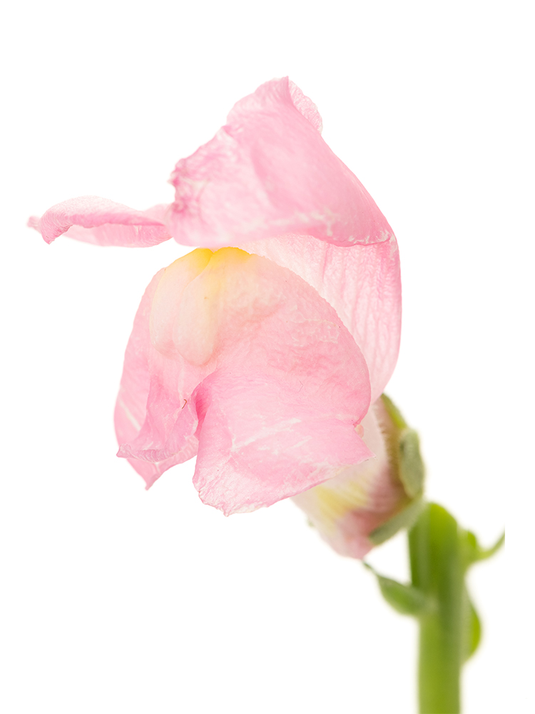 【生花】キンギョソウ・スナップ(ピンク) 品種おまかせの花アップ