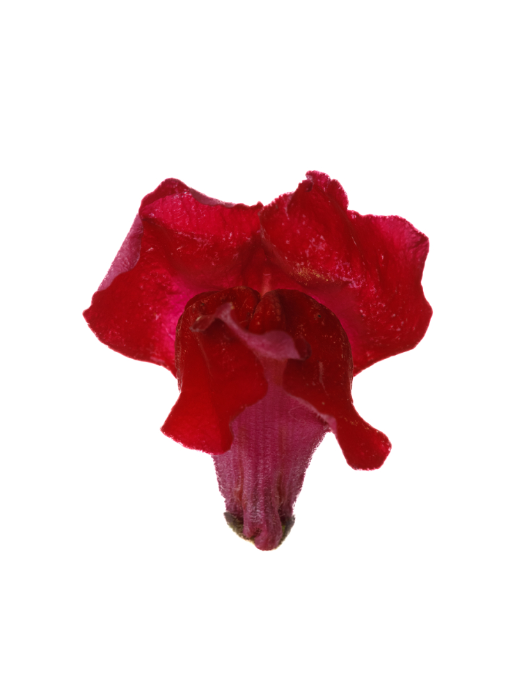 【生花】キンギョソウ(スナップ)赤 品種おまかせの花アップ