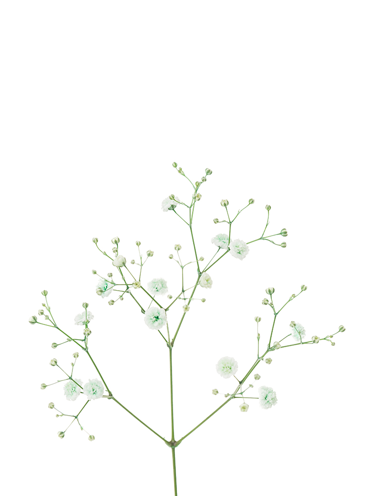 【生花】カスミソウ(染め)グリーン 品種おまかせの花アップ