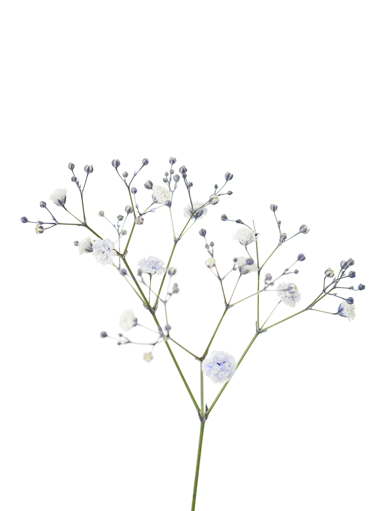 【生花】カスミソウ(染め)ラベンダー 品種おまかせの花アップ