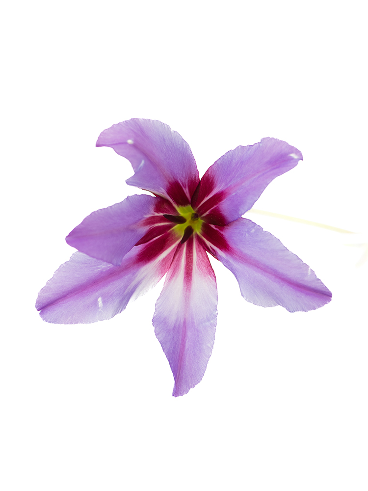 【生花】リューココリーネ カラベルの花アップ