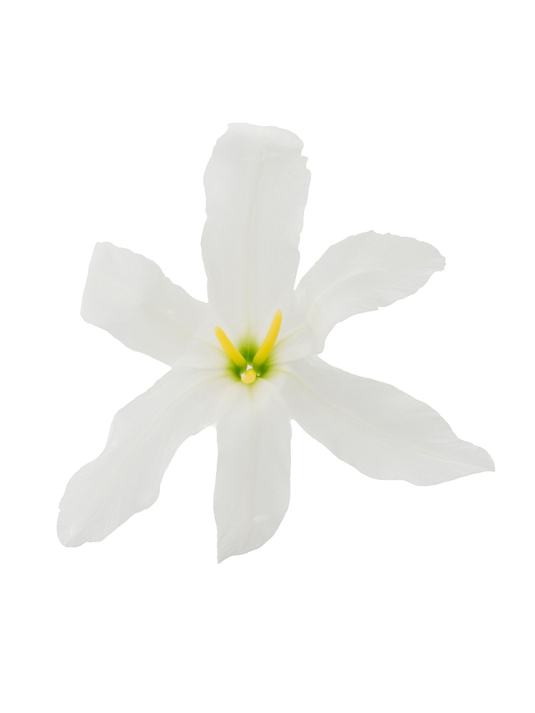 【生花】リューココリーネ リューココリーネホワイトの花アップ