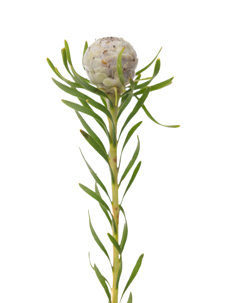 【生花】リューカデンドロン ジェイドパールの花アップ