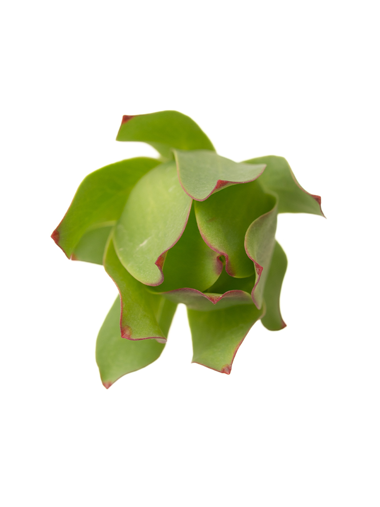 【生花】リューカデンドロン マウンテンローズの花アップ