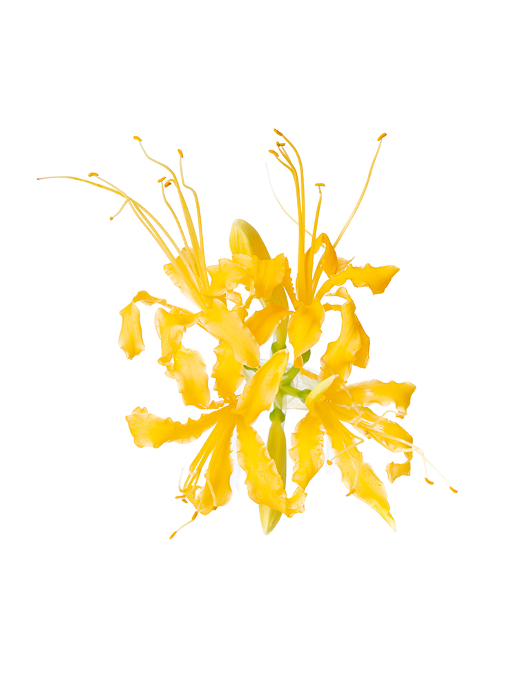 【生花】リコリス オーレアの花アップ