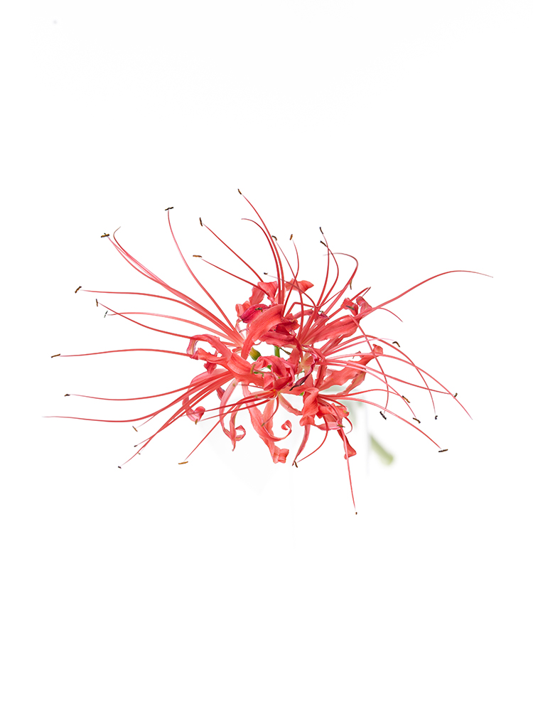 【生花】リコリス ラジアータの花アップ