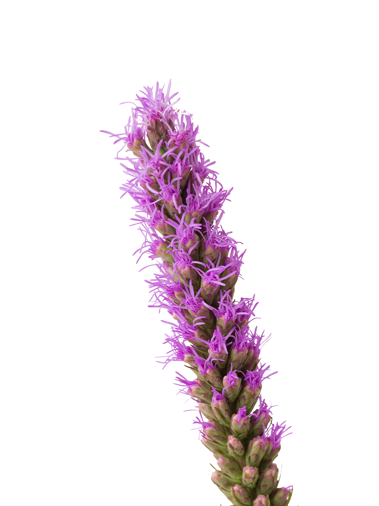 【生花】リアトリス(紫) 品種おまかせの花アップ