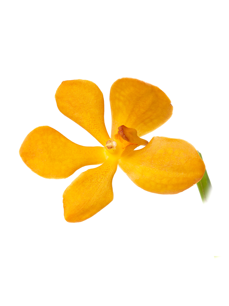 【生花】モカラ ブリティッシュオレンジの花アップ