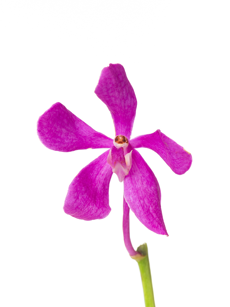 【生花】モカラ カリプソの花アップ