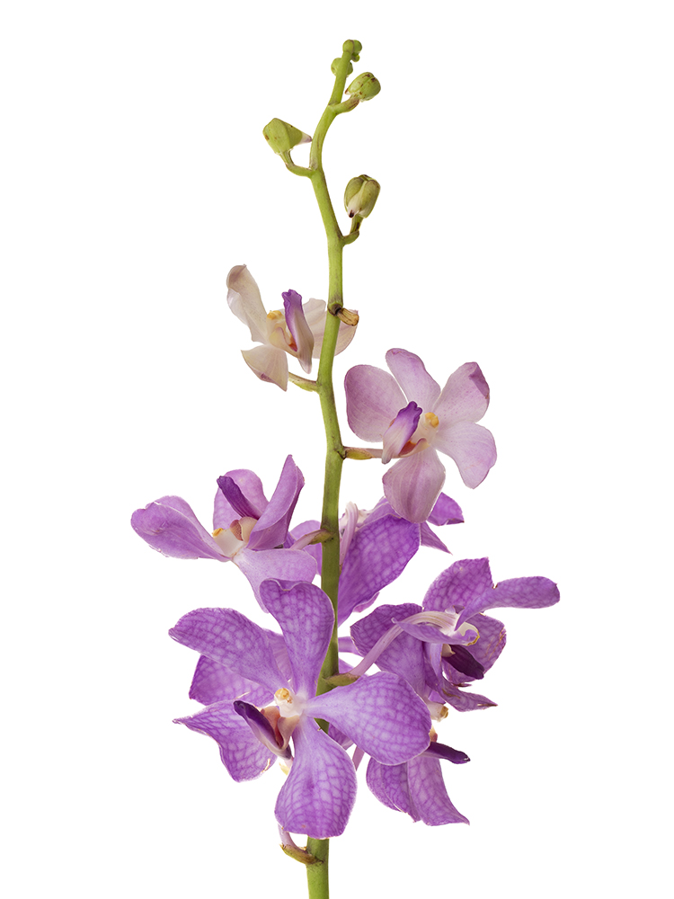 【生花】モカラ ライラックブルーの花アップ