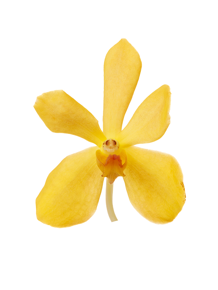 【生花】モカラ ムーンライトイエローの花アップ