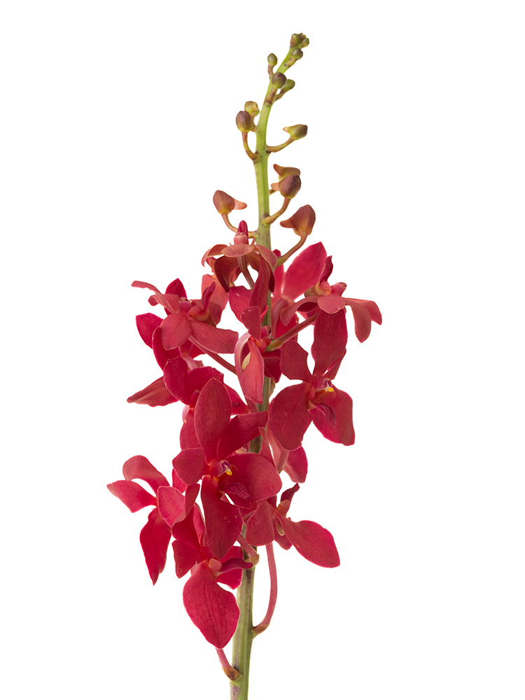 【入荷花材】モカラ(赤)　品種おまかせの花アップ