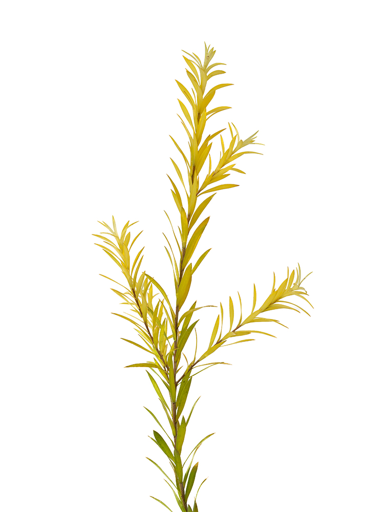 【生花】メラレウカ レボリューションゴールドの花アップ