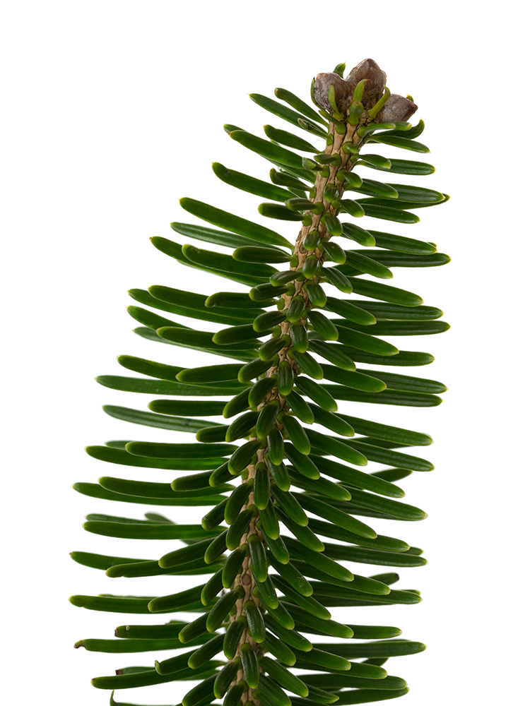 【生花】モミ枝の花アップ