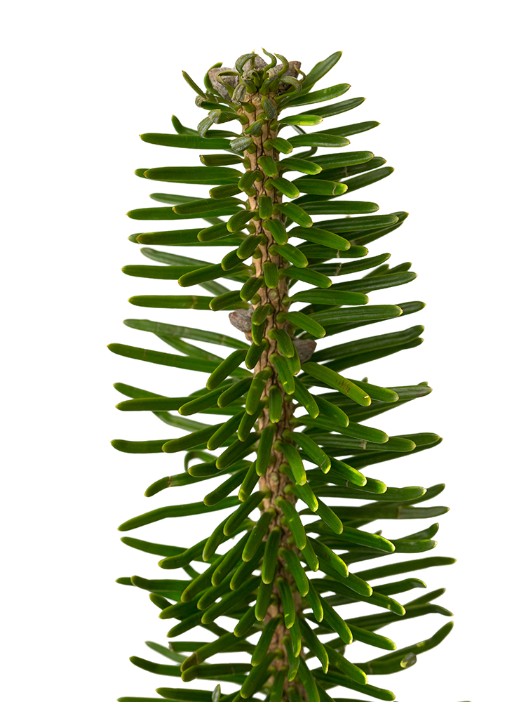 【生花】モミ 裏白樅の花アップ