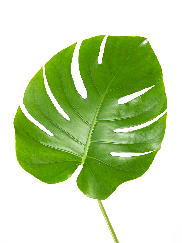 【入荷花材】モンステラ　品種おまかせ(緑)の花アップ