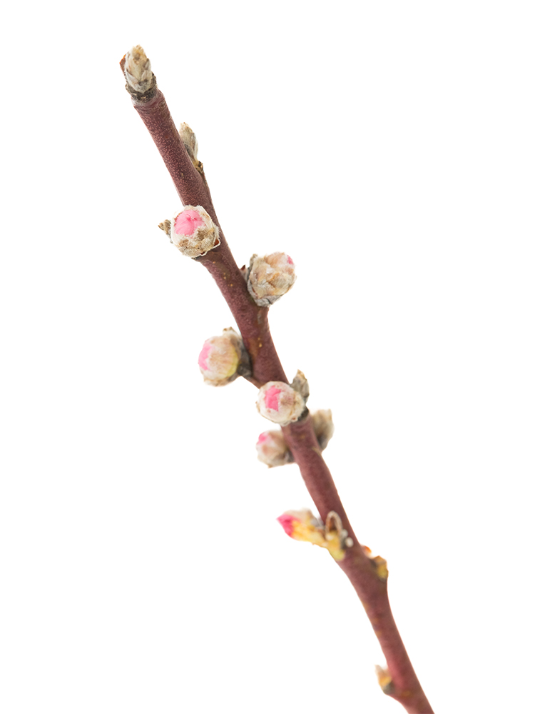 【生花】モモ 品種おまかせ(ピンク)の花アップ