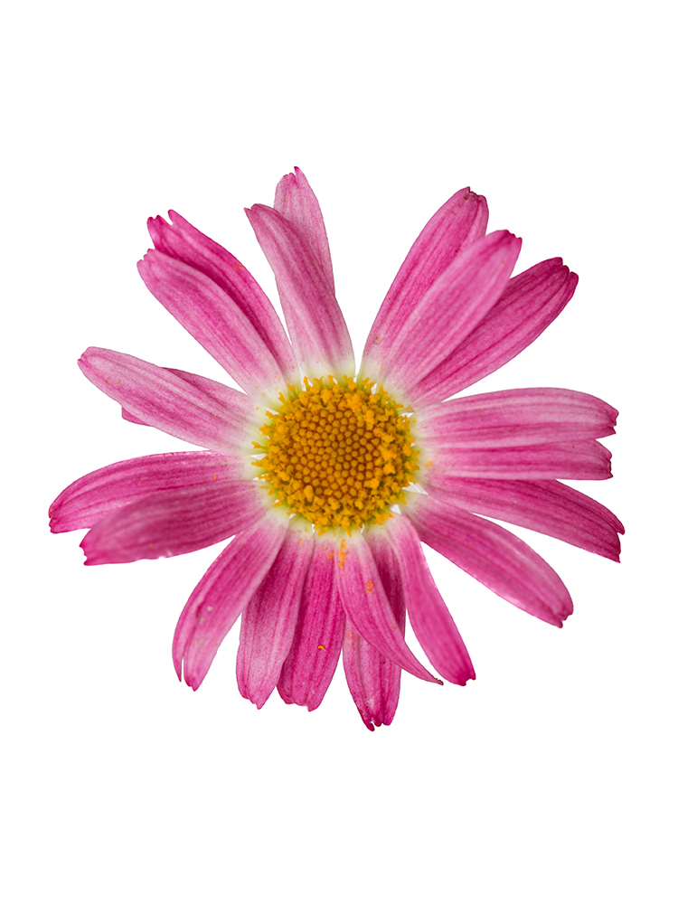 【生花】マーガレットローズの花アップ