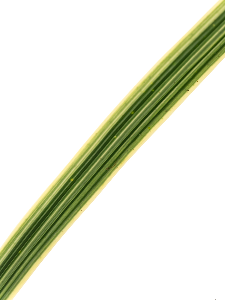 【生花】ミスカンサス 班入りの花アップ