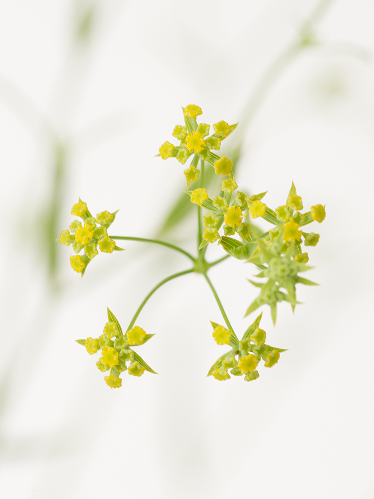 【生花】ミシマサイコの花アップ