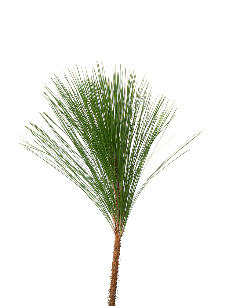 【生花】マツ　大王松の花アップ