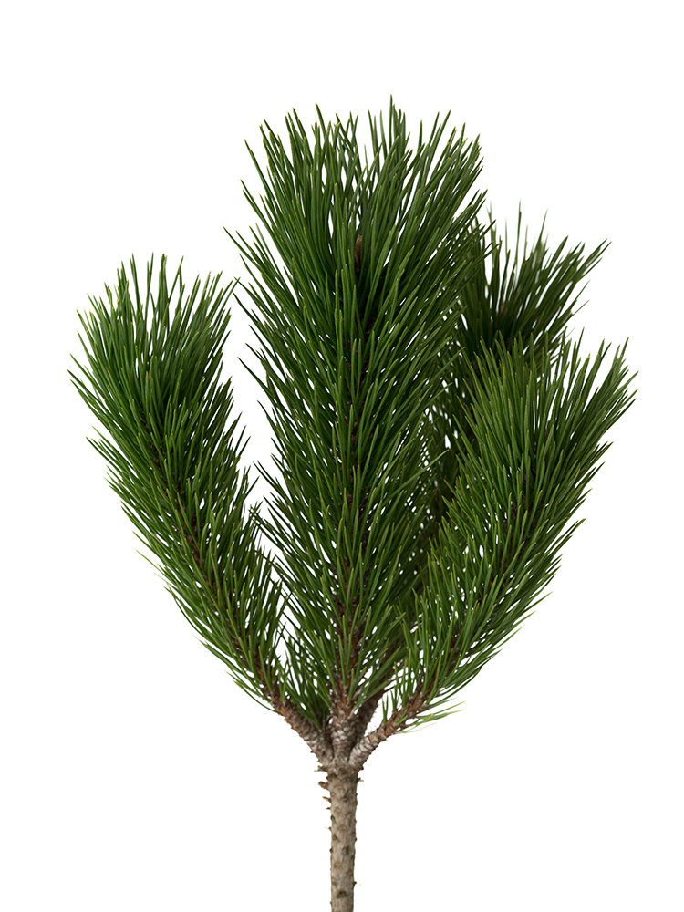 【生花】マツ　門松の花アップ