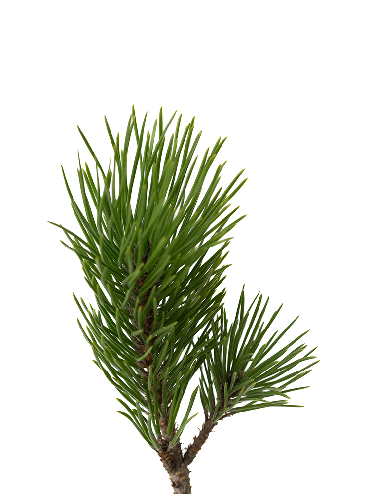 【生花】マツ　根引松の花アップ