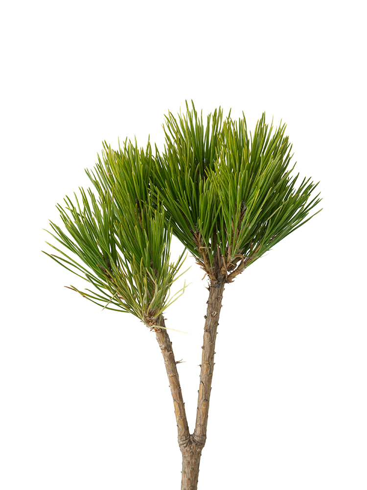 【生花】マツ　三光松の花アップ