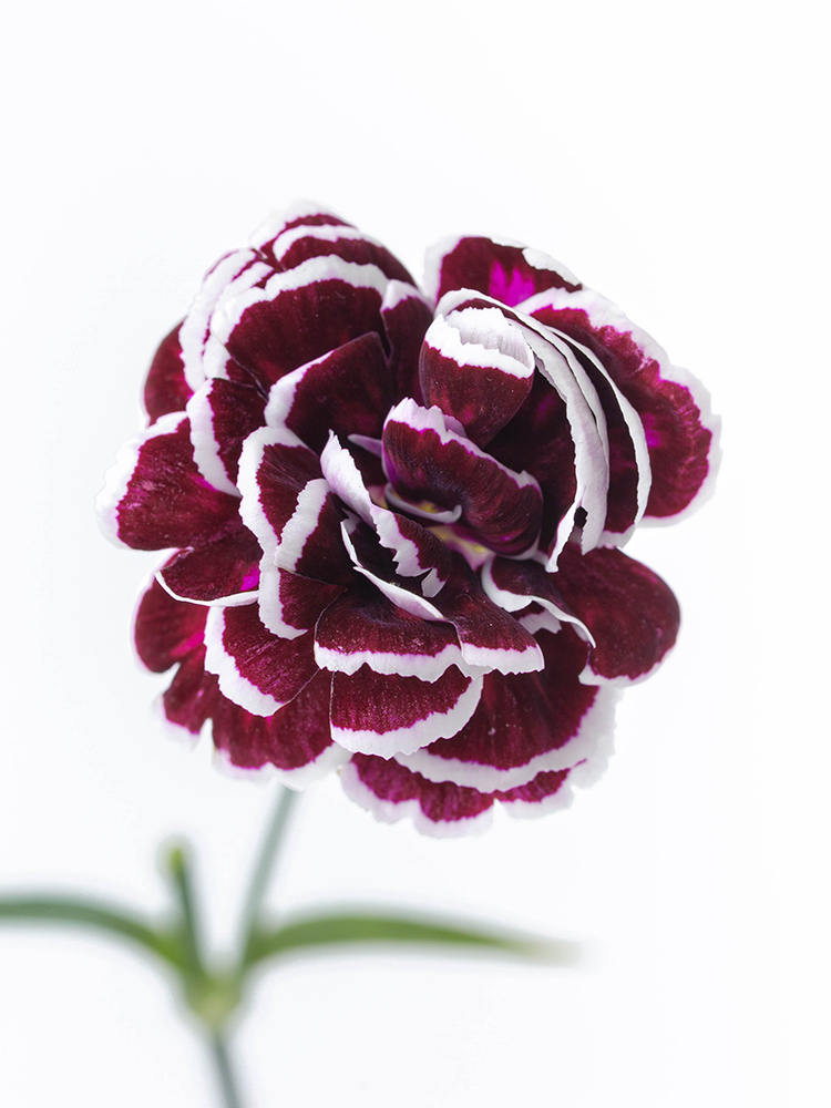 【生花】ナデシコ(ダイアンサス) ブラックジャックの花アップ