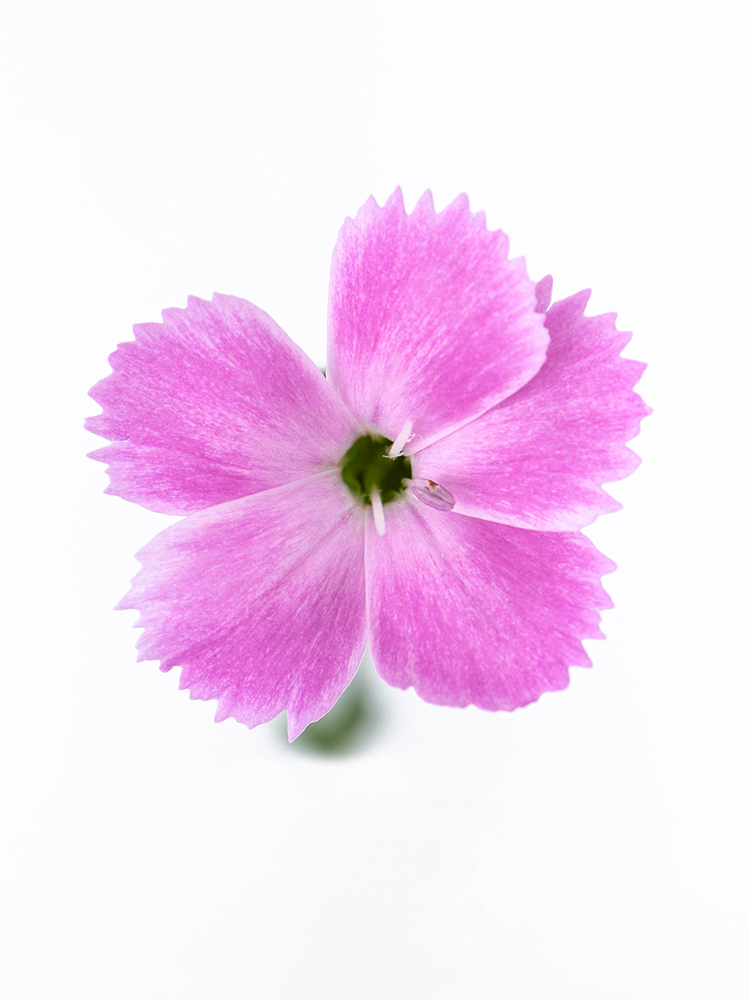 生花】ナデシコ(ダイアンサス) 品種おまかせ【45cm】｜Flower