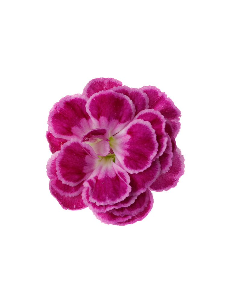 【生花】ナデシコ(ダイアンサス) ラフィーネジョリーの花アップ