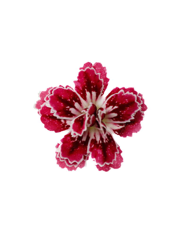 【生花】ナデシコ(ダイアンサス) ラフィーネカグラの花アップ