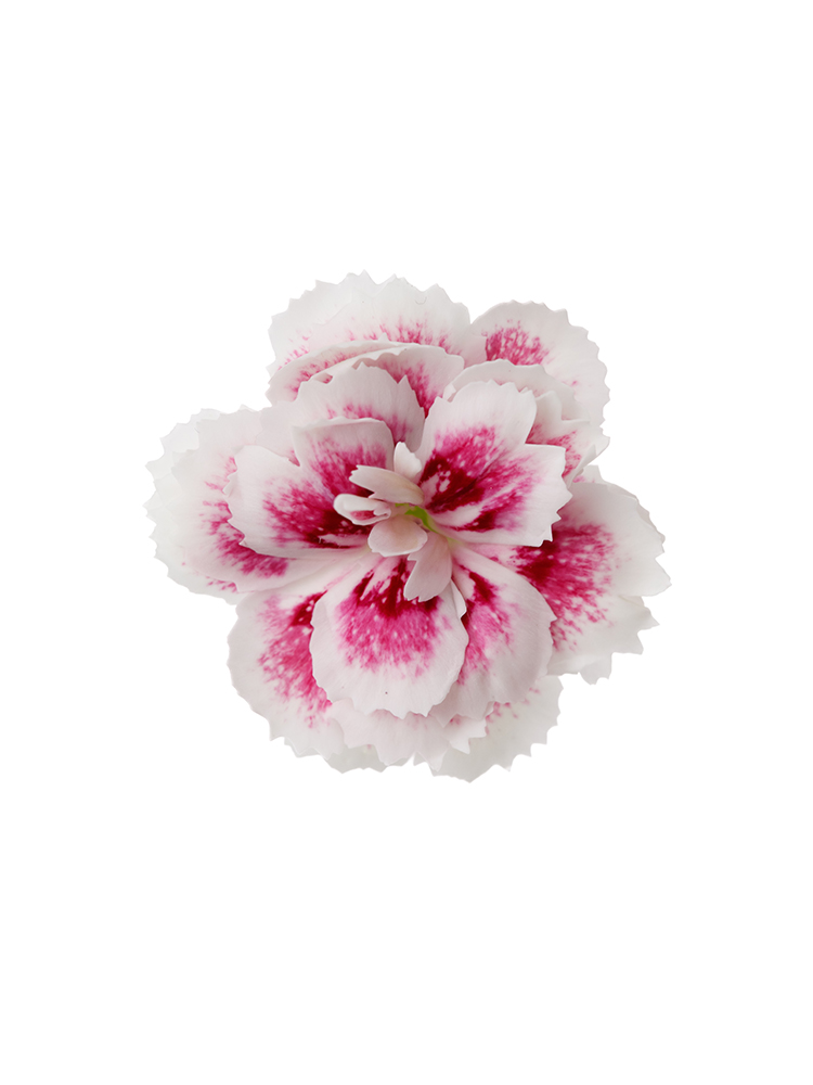 【生花】ナデシコ(ダイアンサス) ラフィーネティアの花アップ