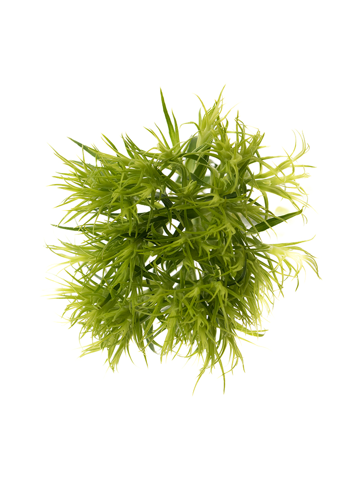 【生花】ナデシコ(ダイアンサス) てまり草の花アップ