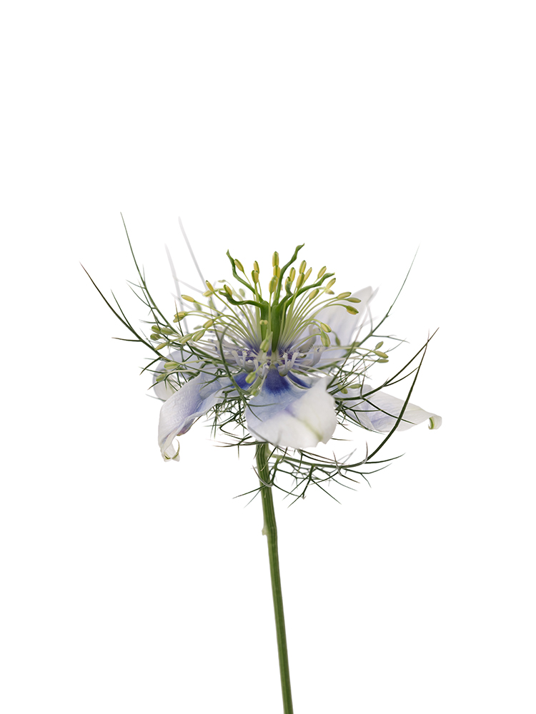 【生花】ニゲラ イスタンブールの花アップ