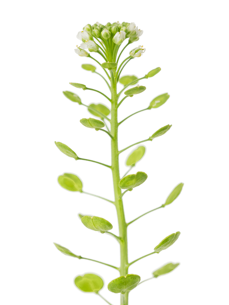 【生花】ナズナ タラスピの花アップ