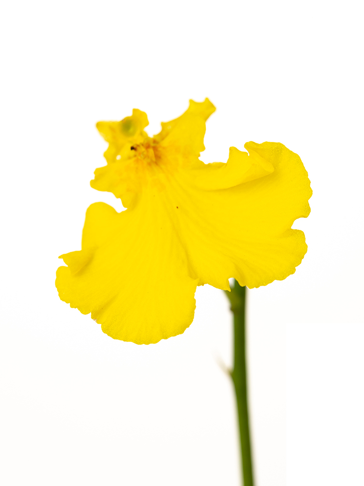 生花】オンシジューム ハニーエンジェル【黄/70cm/台湾