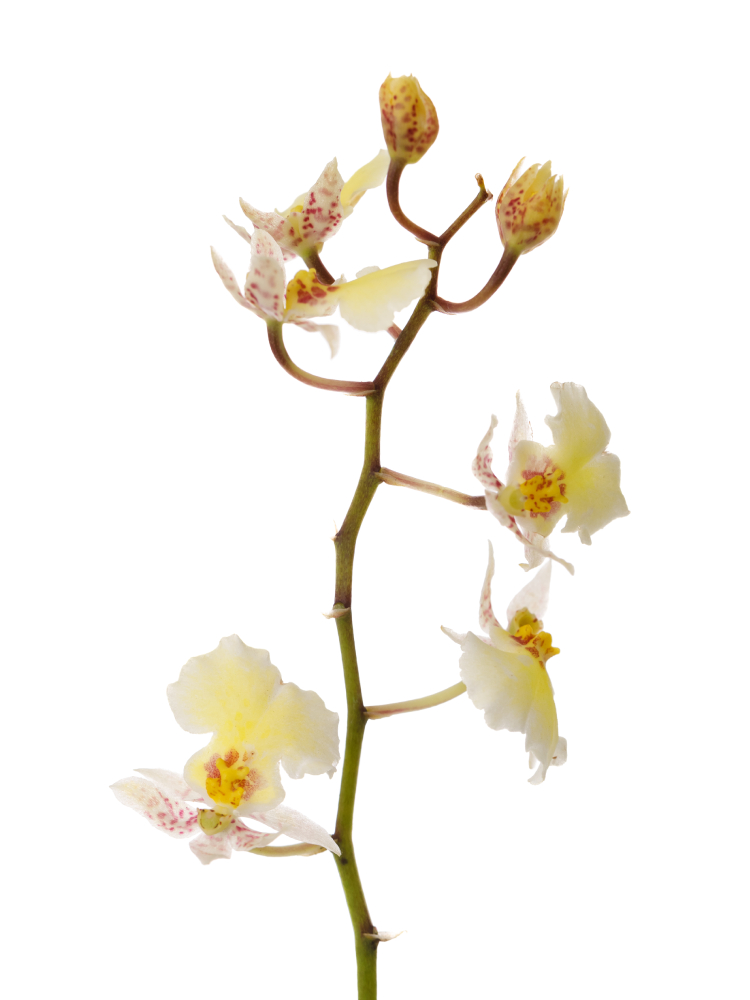 【生花】オンシジューム サマースノーの花アップ