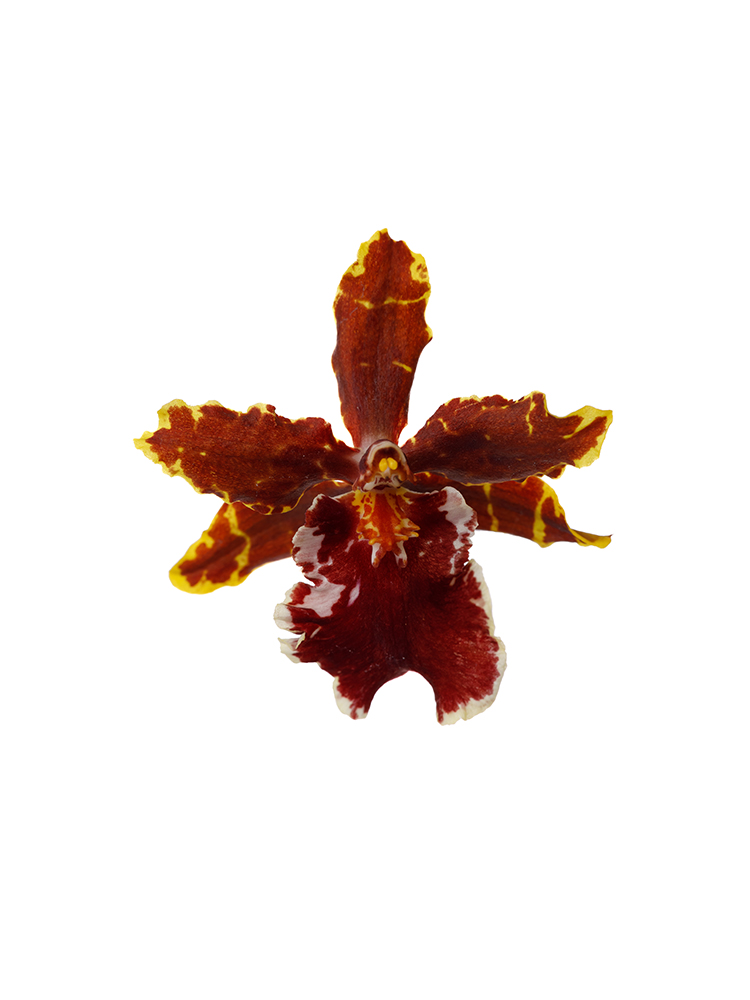 【生花】オンシジューム ワイルドキャットの花アップ