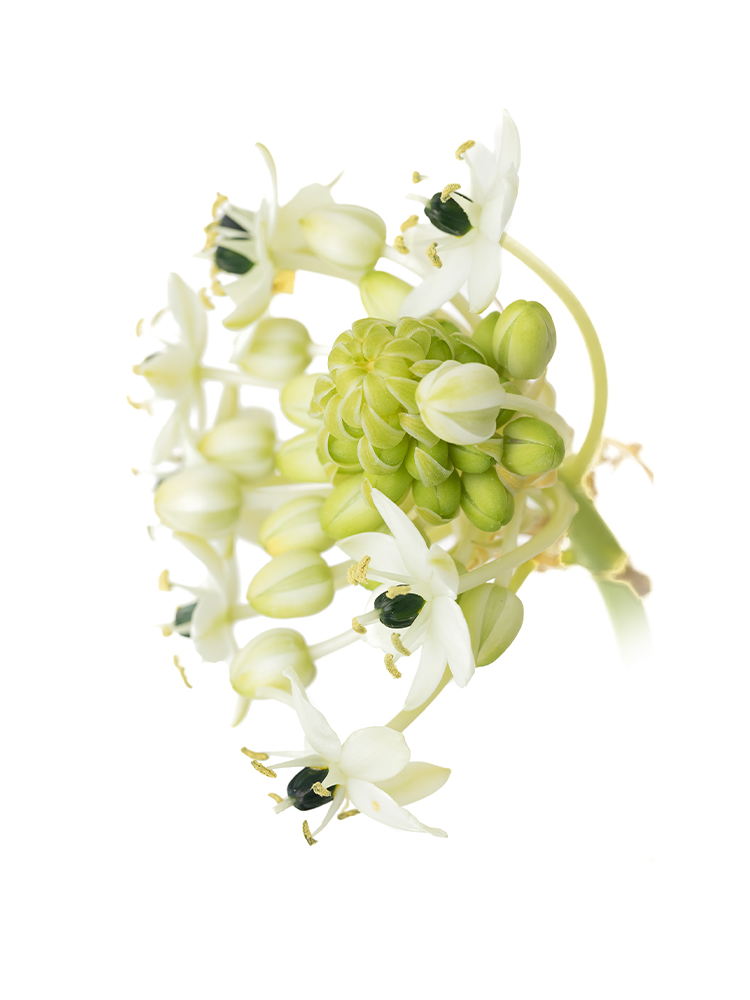 【生花】オーニソガラム(白) 品種おまかせの花アップ