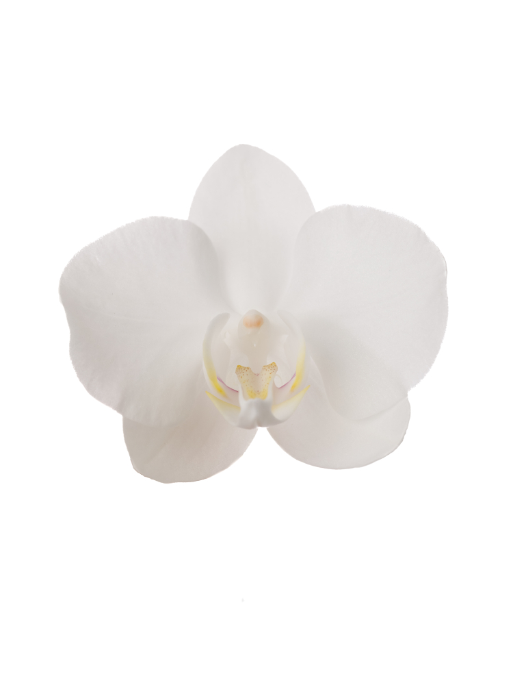 【生花】胡蝶蘭 アマビリスの花アップ