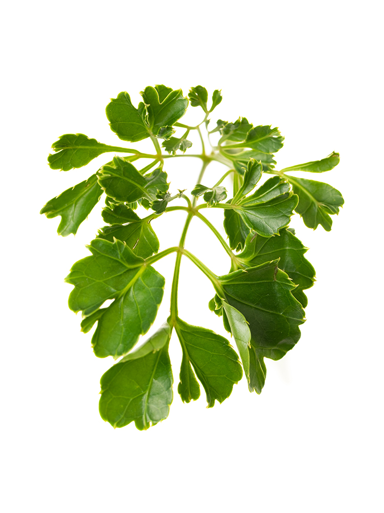 【生花】ポリシャス 品種おまかせ(緑)の花アップ