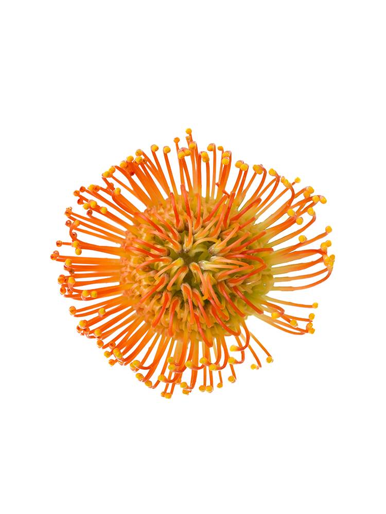 【入荷花材】ピンクッション(オレンジ) 品種おまかせの花アップ