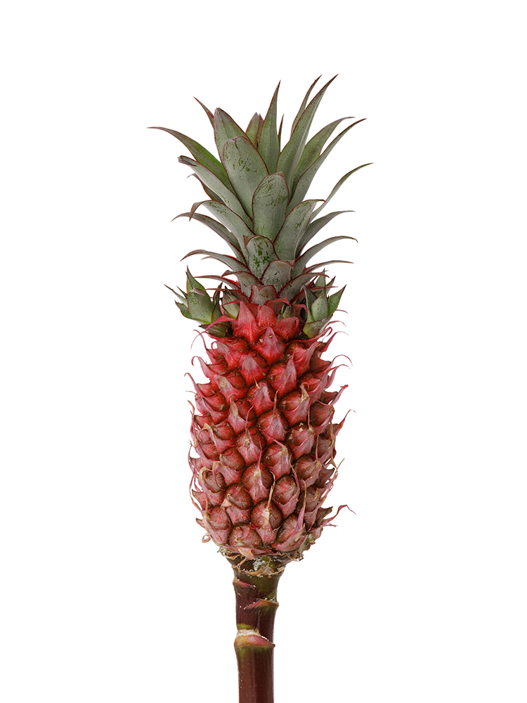 【生花】パイナップル スタールージュの花アップ