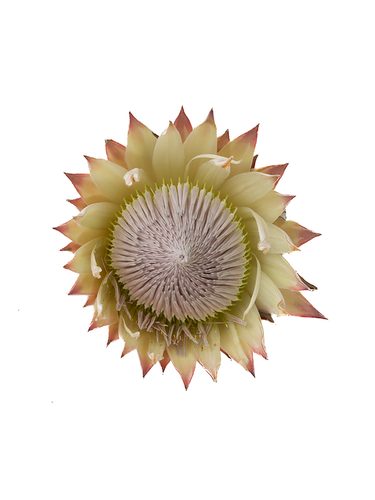 【生花】プロテア キングプロテアの花アップ