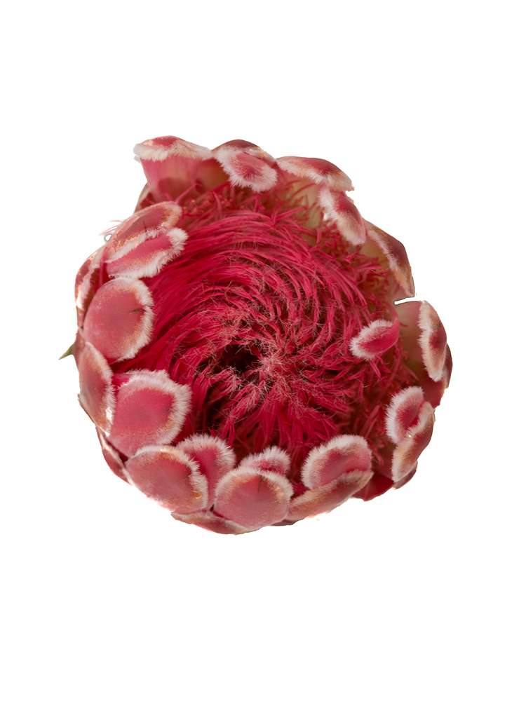 【生花】プロテア ビーナスの花アップ