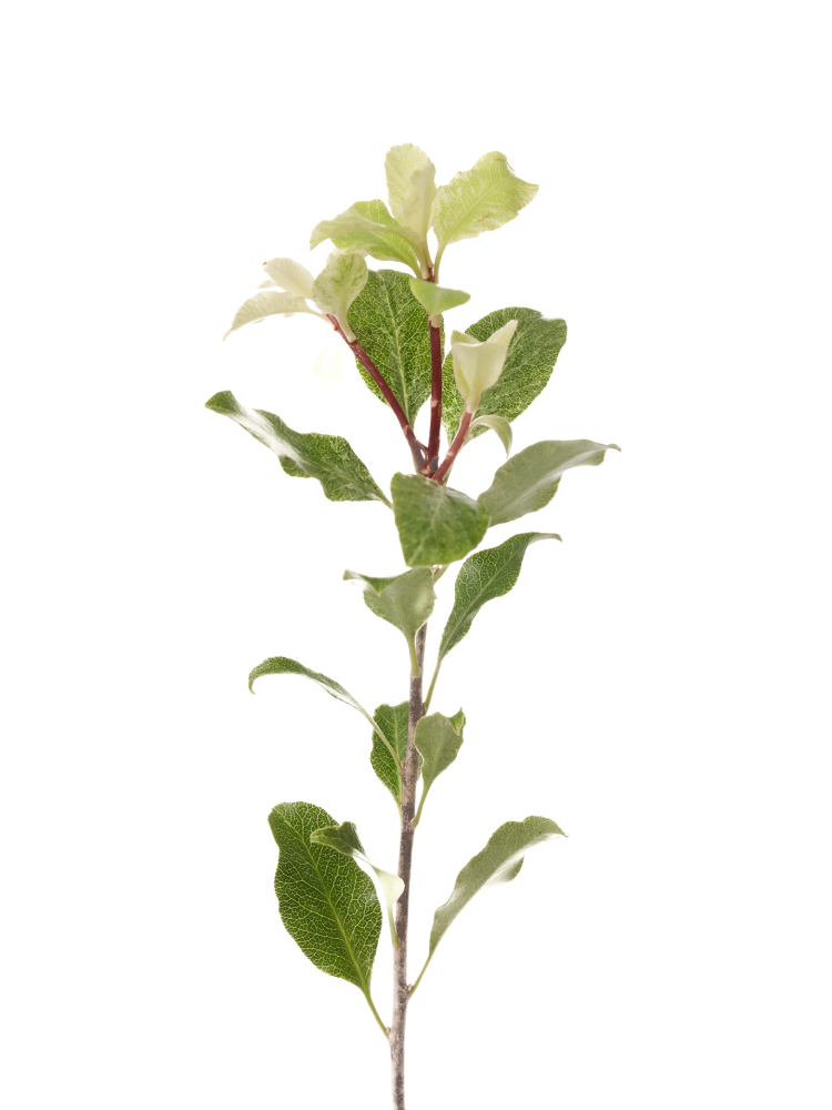 【生花】ピットスポラム アイリーンパターソンの花アップ