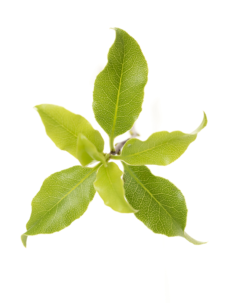 【生花】ピットスポラム マウンテングリーンの花アップ