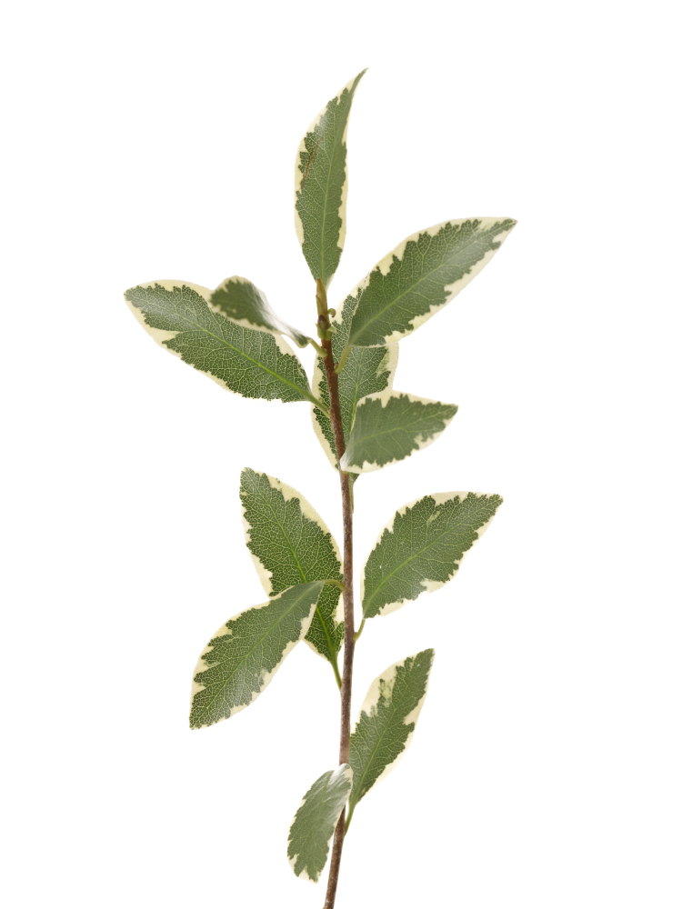 【生花】ピットスポラム テヌイフォリウムの花アップ