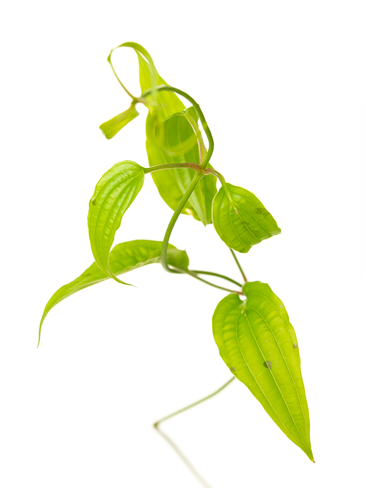 【入荷花材】リキュウソウ　品種おまかせ(緑)の花アップ